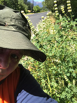 Scientist, Jennifer Garrison is standing next to the rare native plant, Milo-Baker lupine