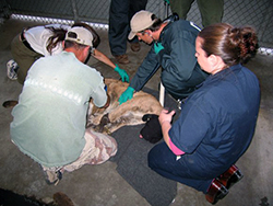 Teo men and two women kneel around a sedated mountain lion on a concrete floor