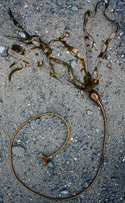brownish bull kelp lying on a tan beach
