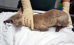 auburn-furred kit fox, held on an exam table, after mange treatment