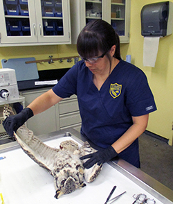 woman pathologist examines a dead great horned owl on a laboratory exam table