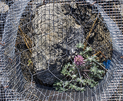 a pink, anenome-like flower grows next to a granite rock, under a barely visible, protective wire cage