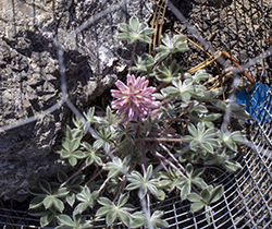 a pink flower with daisy-shaped leaves grows next to a rock, under a wire cage