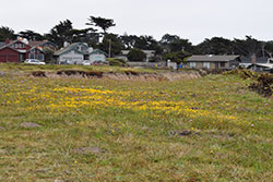 far view of green patch of grass, with a small patch of yello flowers wth houses in the background