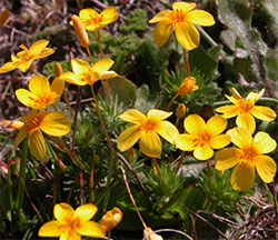 close up of yellow flowers with orange centers with green leaves