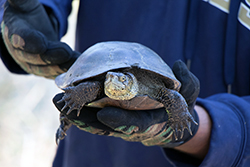 Gloved hands hold a pond turtle with long claws