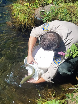 a man wearing a California Fish and Wildlife uniform gently eases a 15-inch trout into a clear stream