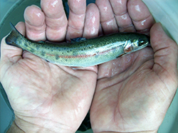 a ten-inch trout with a red band on its side, held in a man's two palms