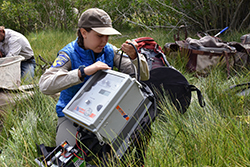a woman wearing a California Fish and Wildlife uniform, standing in waist-high grasses, connects cables in a 1-foot-square, plastic box.