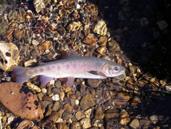 an irridescent gray, purple, pink and white cutthroat trout hovers in the sunlit water of a shallow creek