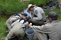 Four people kneel in green grass next to a stream, huddled around something on the ground