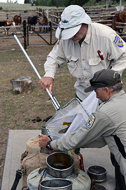 At a pack station with horses in the background, two men transfer fish by net, into an old-fashioned milk can.