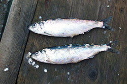 two silvery, six-inch-long fish (herring) laid on a board