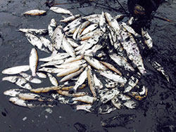 Dozens of dead steelhead trout are pictured following a turbulent wintertime breach of the lagoon in 2014.