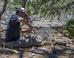 a man sits beneath a pine tree on a bed of dry needles, building a small wire cage