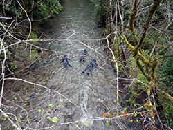 Three people wearing black wet-suits and snorkels float, face-down, in a brownish, rushing stream lined by green vegetation on the banks