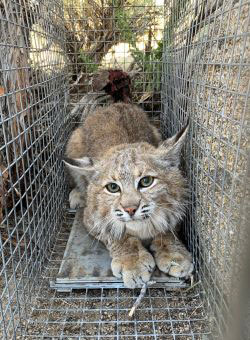 A female bobcat trapped as part of a statewide population study 