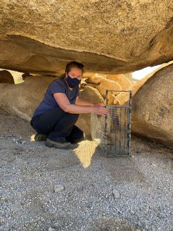 Roberts setting up a bobcat trap at the Fort Irwin study area in the Inland Deserts Region