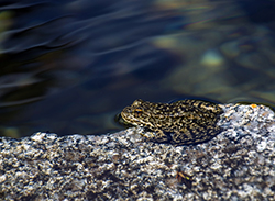 A black-speckled, brown frog rests on a flat granite rock next to a deep blue lake