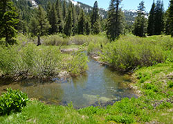 Upper Independence creek. Water from the creek flowing through brush and trees with snow capped mountains in the background