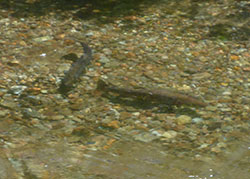 Cutthroat trout fish spawning in a creek. Shallow water creek with rocks on the bottom, perfect location for fish to lay eggs