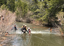 Biologist in Independence creek removing non native brook trout. Men wading in the creek hand removing non native fish