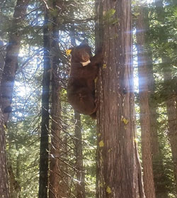 bear in a tree with a tracking collar with the sun rays shining through the trees