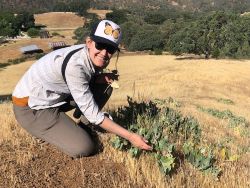 scientist surveying milkweed in mountain habitat