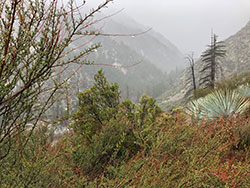mountains with shrubs in the fog
