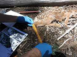 a white-spotted fawn lies in straw as its leg is measured