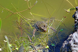 a brown frog looks up from green water and grass at the endge of a pond