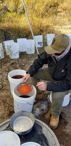 scientist sitting with several buckets ready to fill with fertilized salmon eggs collected from the river