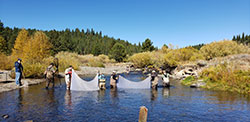 Several scientist standing in shallow part of the river with weir nets to block salmon to collect eggs to raise at the hatchery