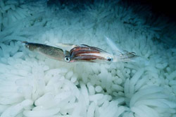 two squid mating in ocean