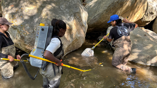 CDFW Biologists and Scientific Aids conducting electrofishing operations to briefly stun fish so they can be identified, measured, tagged or sampled before being released unharmed.