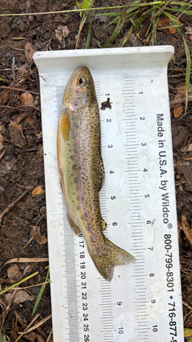 Steelhead being measured by CDFW biologists before being released.