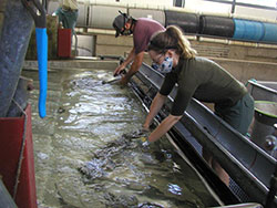 Two Feather River Fish Hatchery employees sort and prepare spring run Chinook salmon for tagging