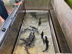 group of spring run Chinook salmon swim inside a holding tank within CDFW's Feather River Fish Hatchery in Butte County