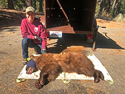 A sedated bear from the Tahoe basin is given an ear tag and is prepared for release. The bear later was hazed upon release to keep it fearful of humans and – hopefully – out of developed neighborhoods.