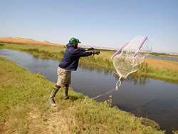 A man throws a trap into a marsh slough