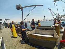 Biologist standing on dock, using a scanner on fish caught by commercial fisher people - click to enlarge in new window