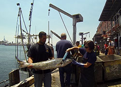 Biologist holding a scanner, scanning fish at a fish market - click to enlarge in new window