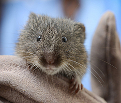 a tiny, gray rodent in a gloved hand