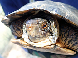 Pond turtle's face, close-up