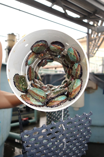 Specify Alternate Text