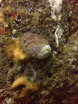 Abalone attached to a rock