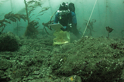 Scuba diver underwater holding white board and mesh bag near rocky floor with kelp in background