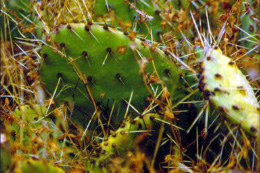 small green cactus