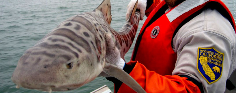 person holding leopard shark