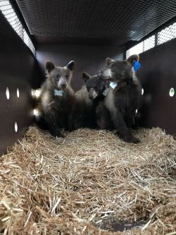 3 black bears in a transportation trailer.
